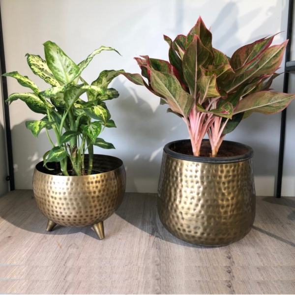 Planters